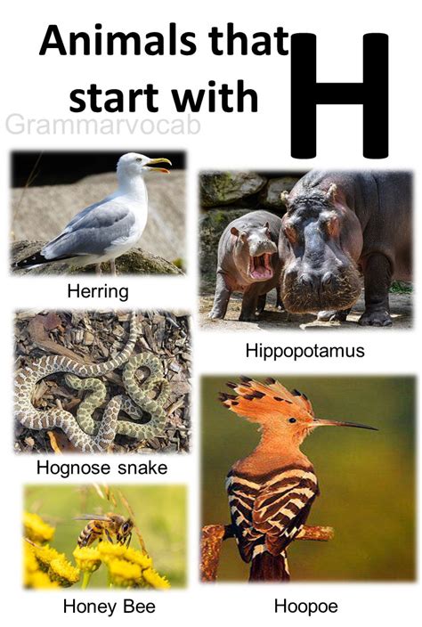 animals that start with a h|australian animals starting with h.